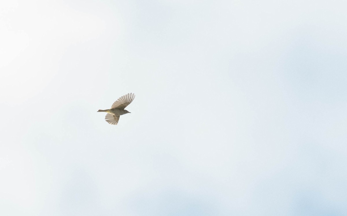 Vireo begigorria - ML640859263
