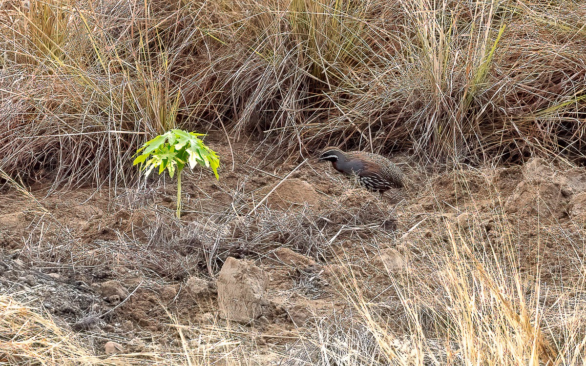 Madagascar Partridge - ML640859267
