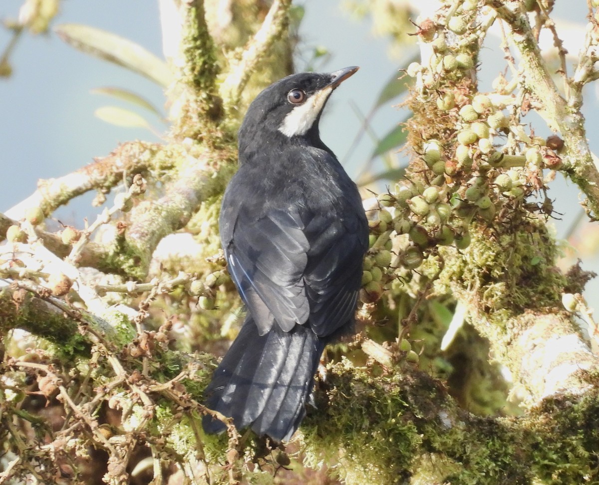 Black Solitaire - ML640859275