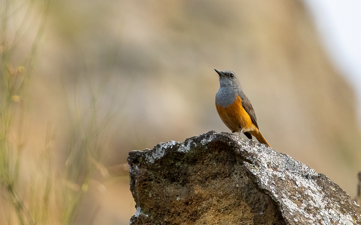Forest Rock-Thrush (Benson's) - ML640859280