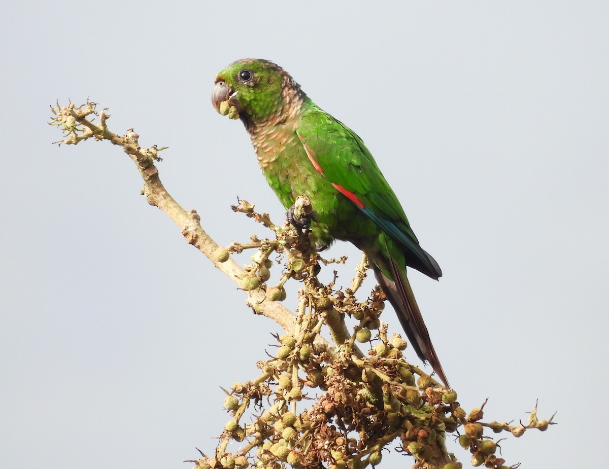 Maroon-tailed Parakeet - ML640859283