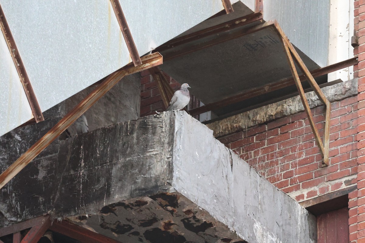 Rock Pigeon (Feral Pigeon) - ML640859315
