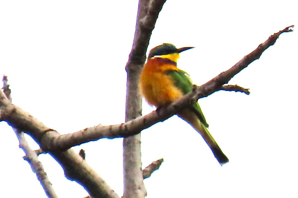 Ethiopian Bee-eater - ML640859320