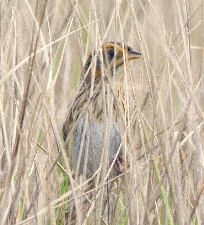 Saltmarsh Sparrow - ML640859341