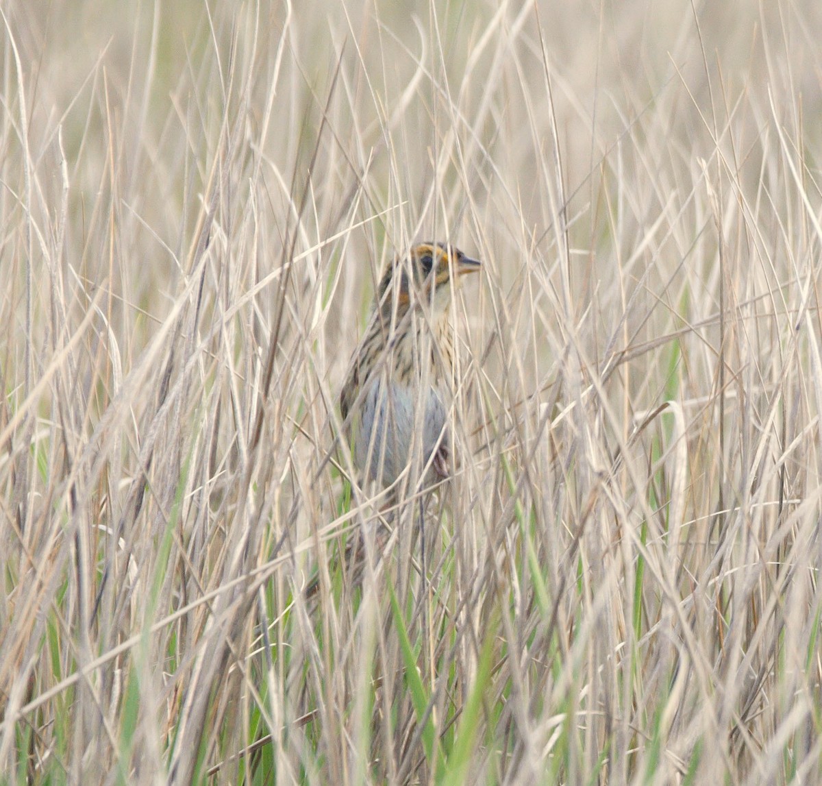 Saltmarsh Sparrow - ML640859345