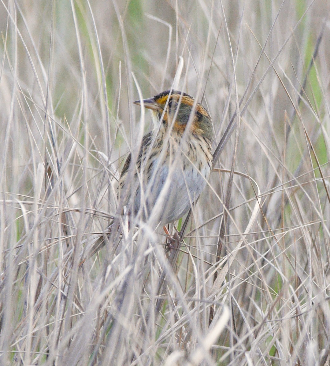 Saltmarsh Sparrow - ML640859359