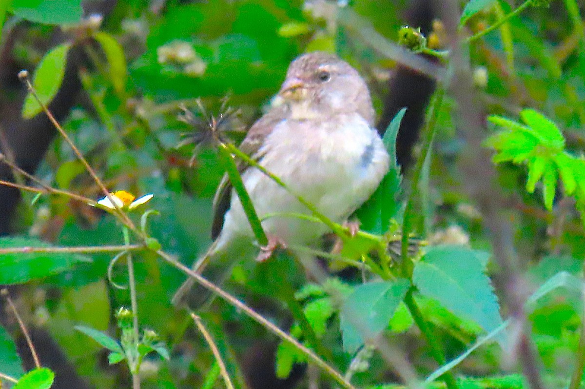 Yellow-rumped Serin - ML640859362