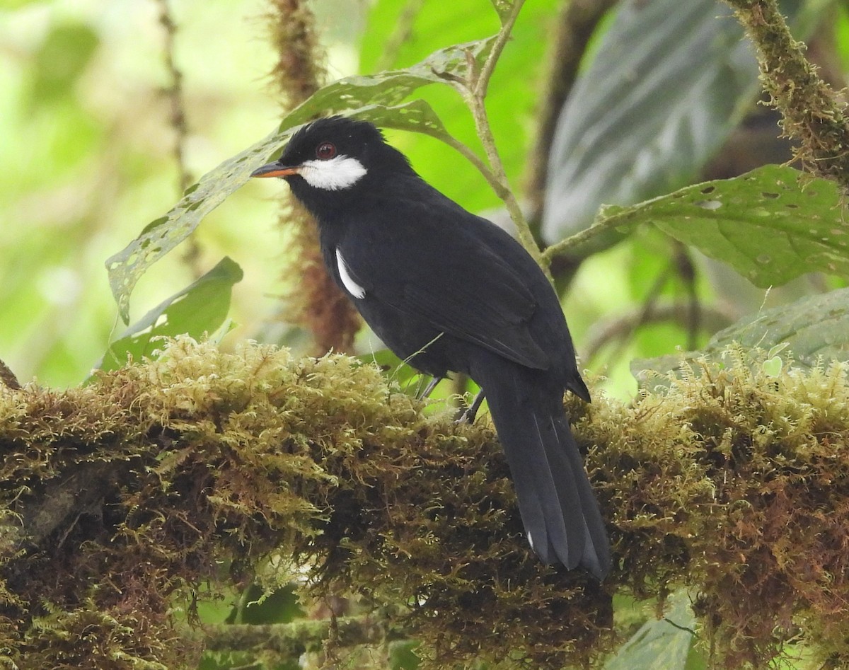 Black Solitaire - ML640859369