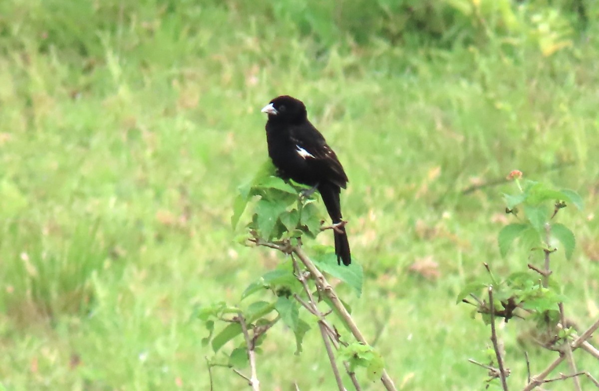 ハジロホウオウ - ML640859370