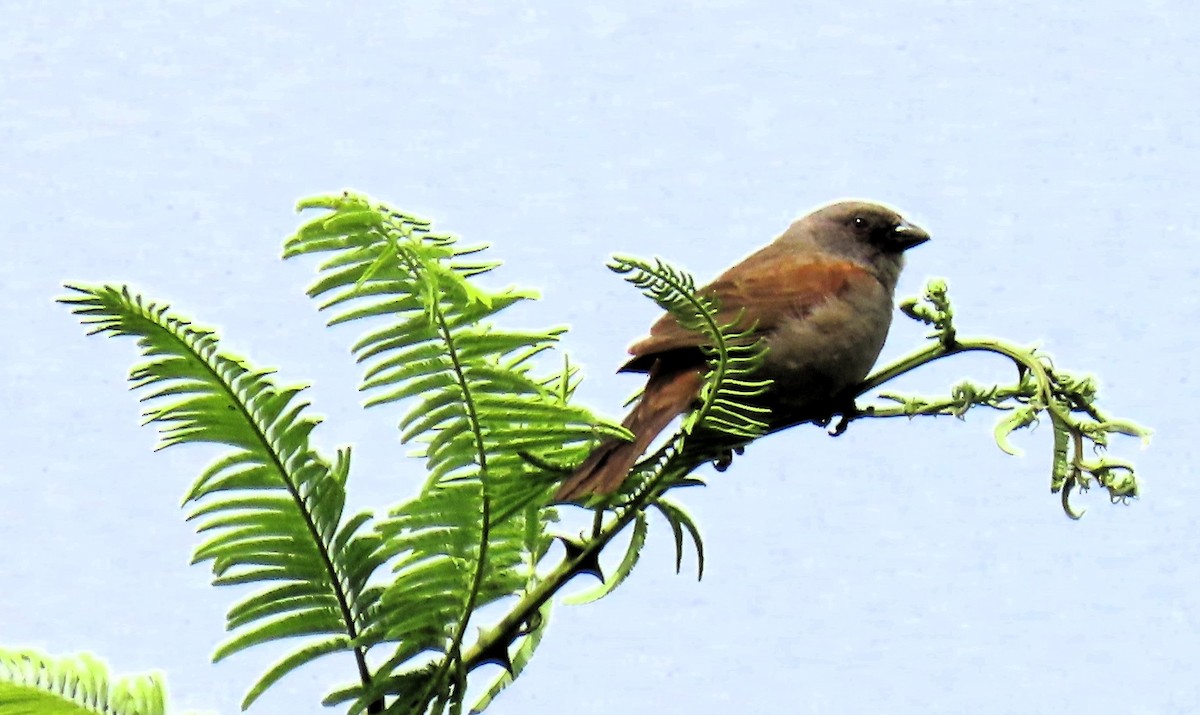 Swainson's Sparrow - ML640859377