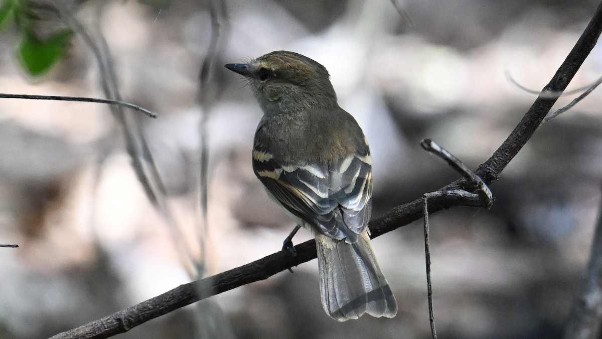 Fuscous Flycatcher - ML640859388