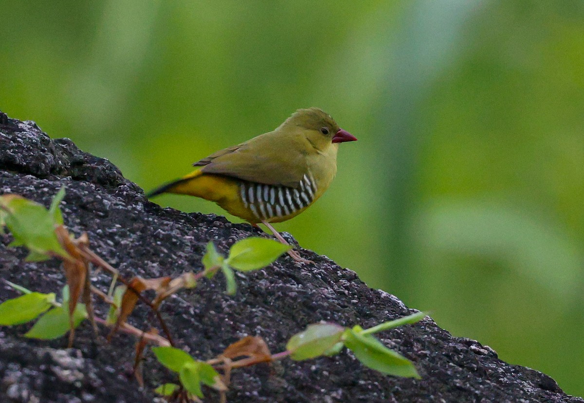 Green Avadavat - ML640859391