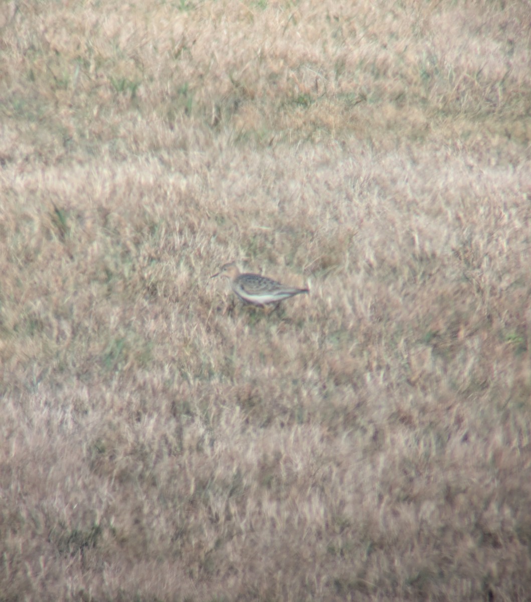 Buff-breasted Sandpiper - ML640859420