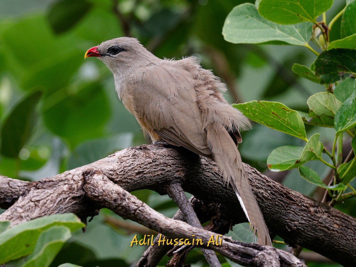 Sirkeer Malkoha - ML640859423