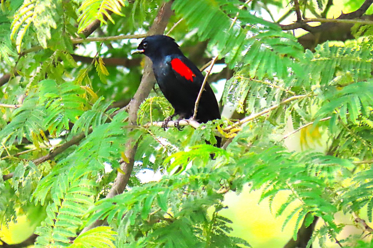 Red-shouldered Cuckooshrike - ML640859440