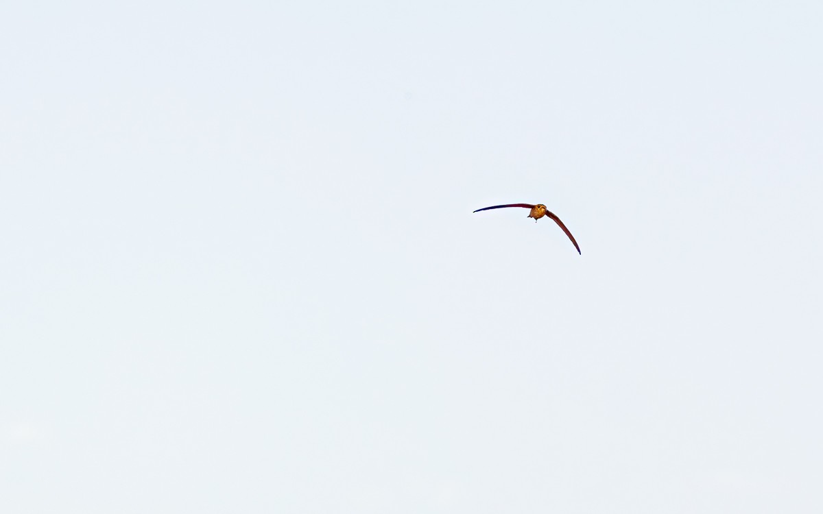 Malagasy Palm Swift (Madagascar) - ML640859451