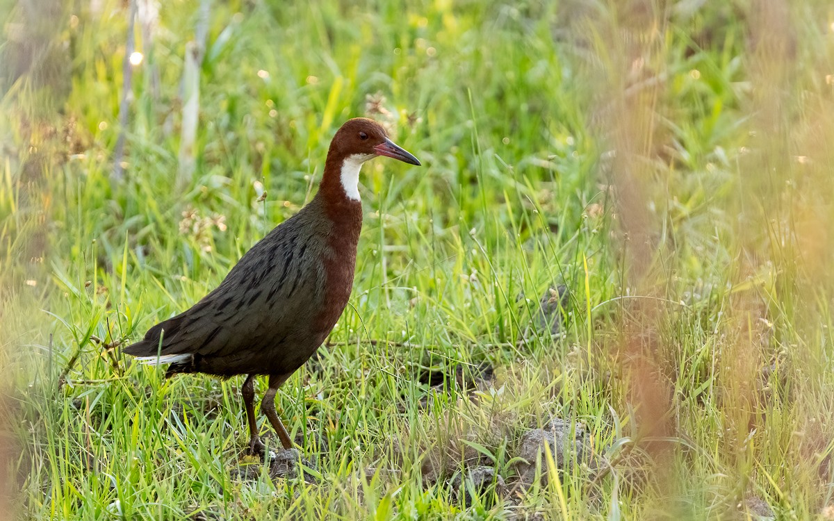 White-throated Rail - ML640859454