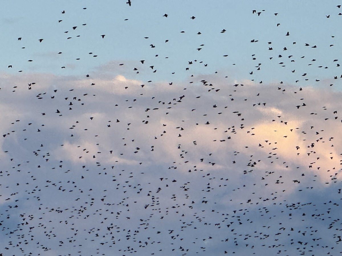 Purple Martin - ML640859461