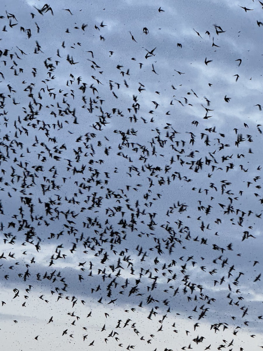 Purple Martin - ML640859462