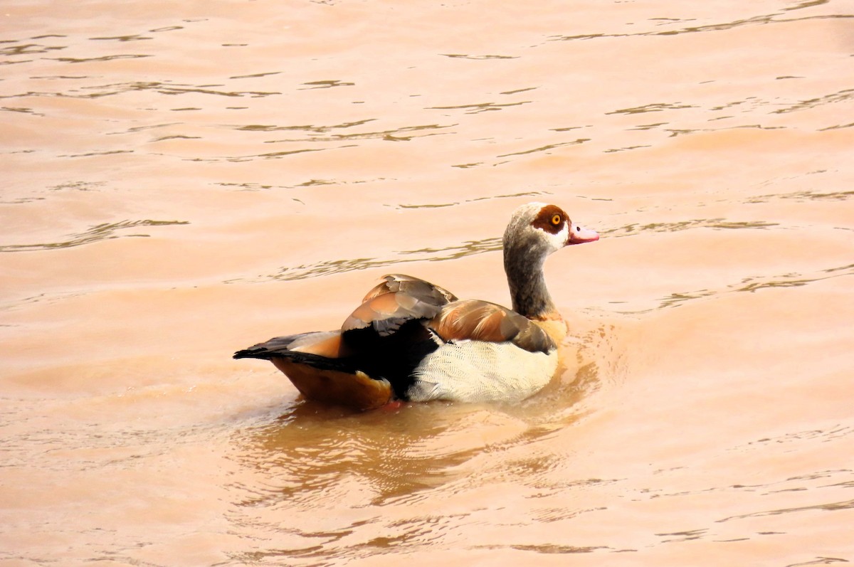 Nilgans - ML640859469