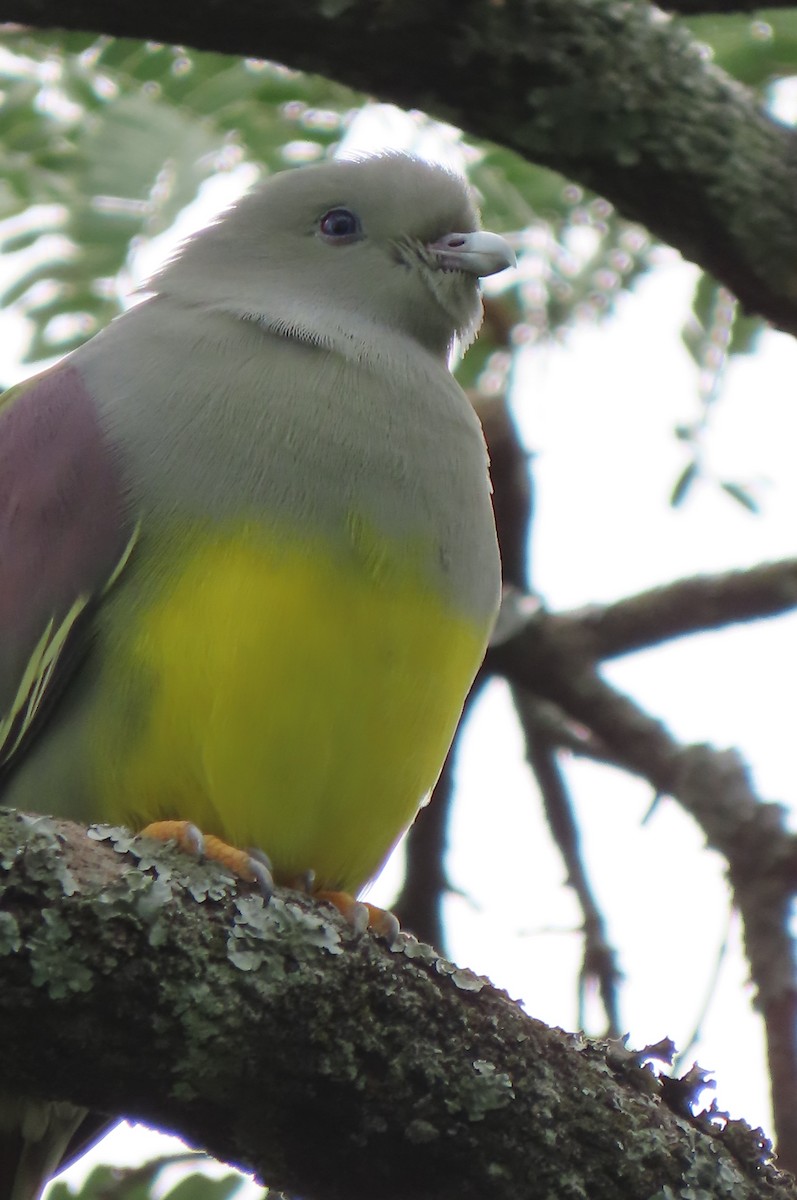 Bruce's Green-Pigeon - ML640859478