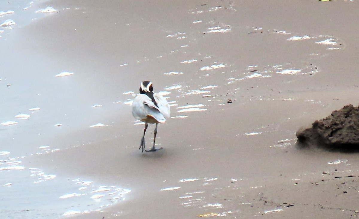 Egyptian Plover - ML640859482