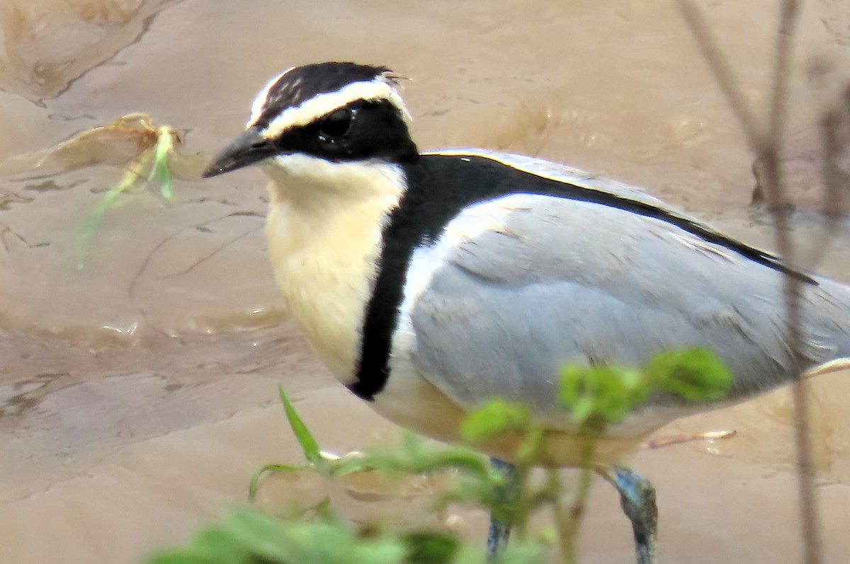 Egyptian Plover - ML640859483