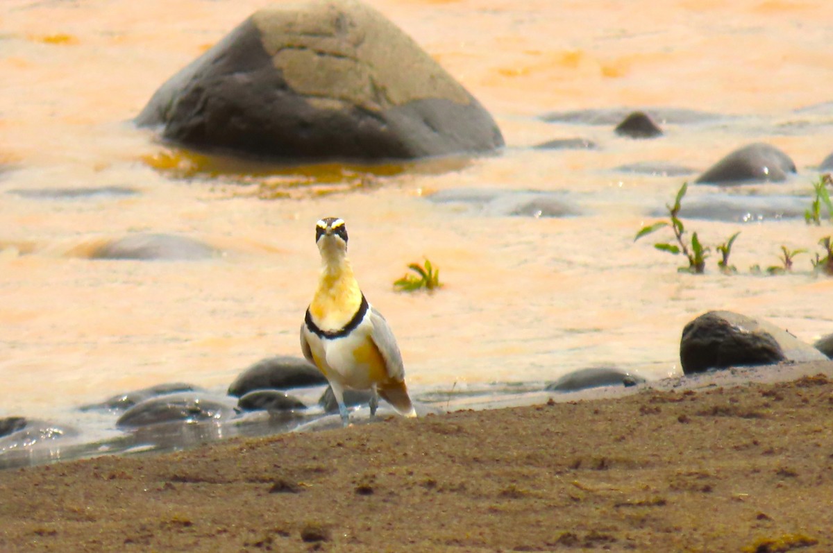 Egyptian Plover - ML640859484