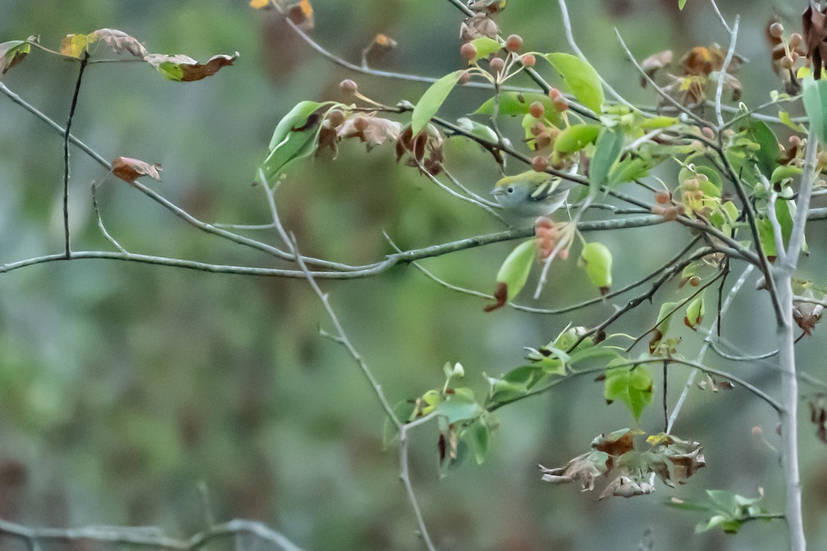Chestnut-sided Warbler - ML640859537