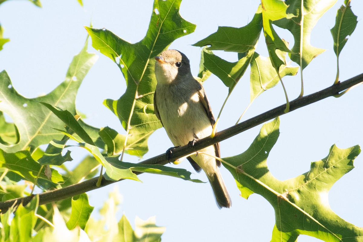 Empidonax sp. - ML640859539
