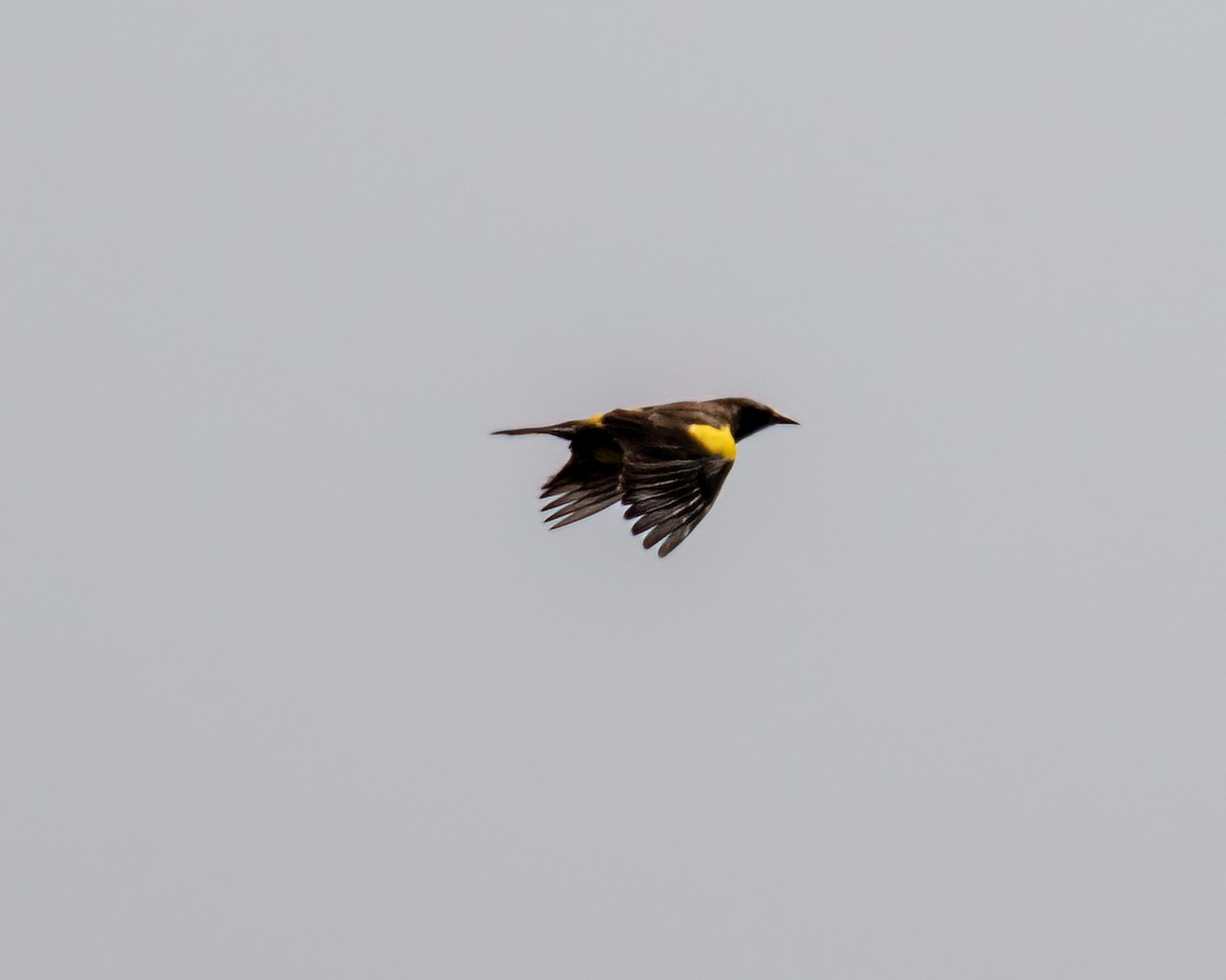 Yellow-rumped Marshbird - ML640859564