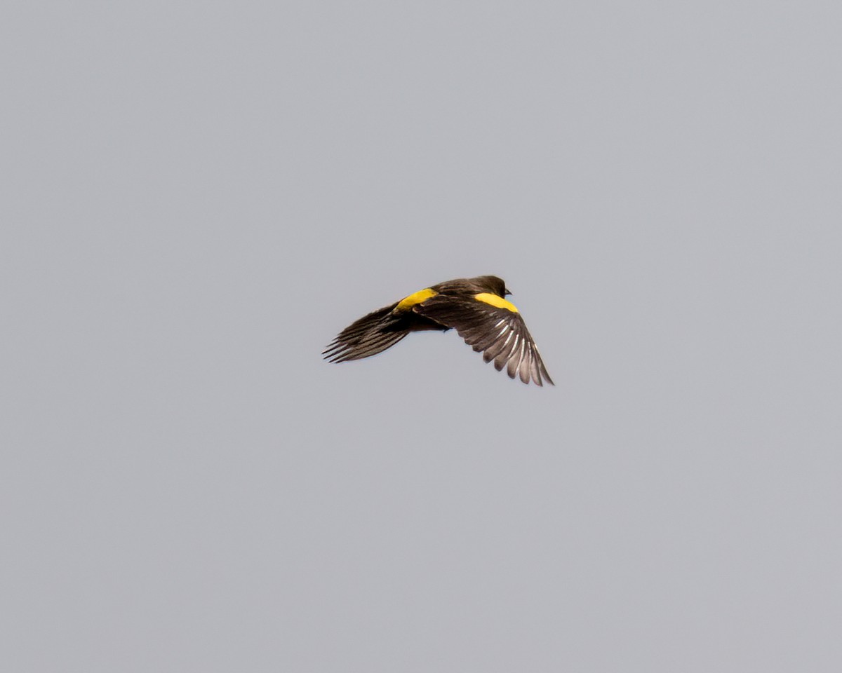 Yellow-rumped Marshbird - ML640859565