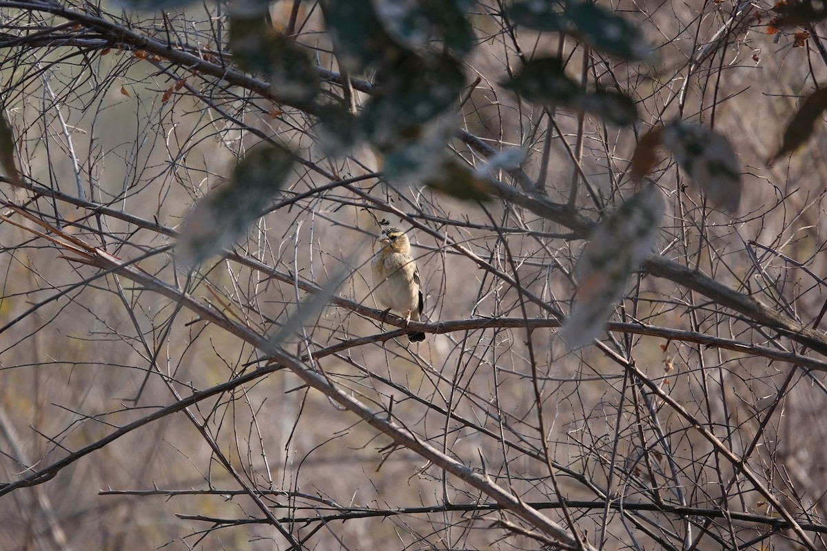 ハジロホウオウ - ML640859584