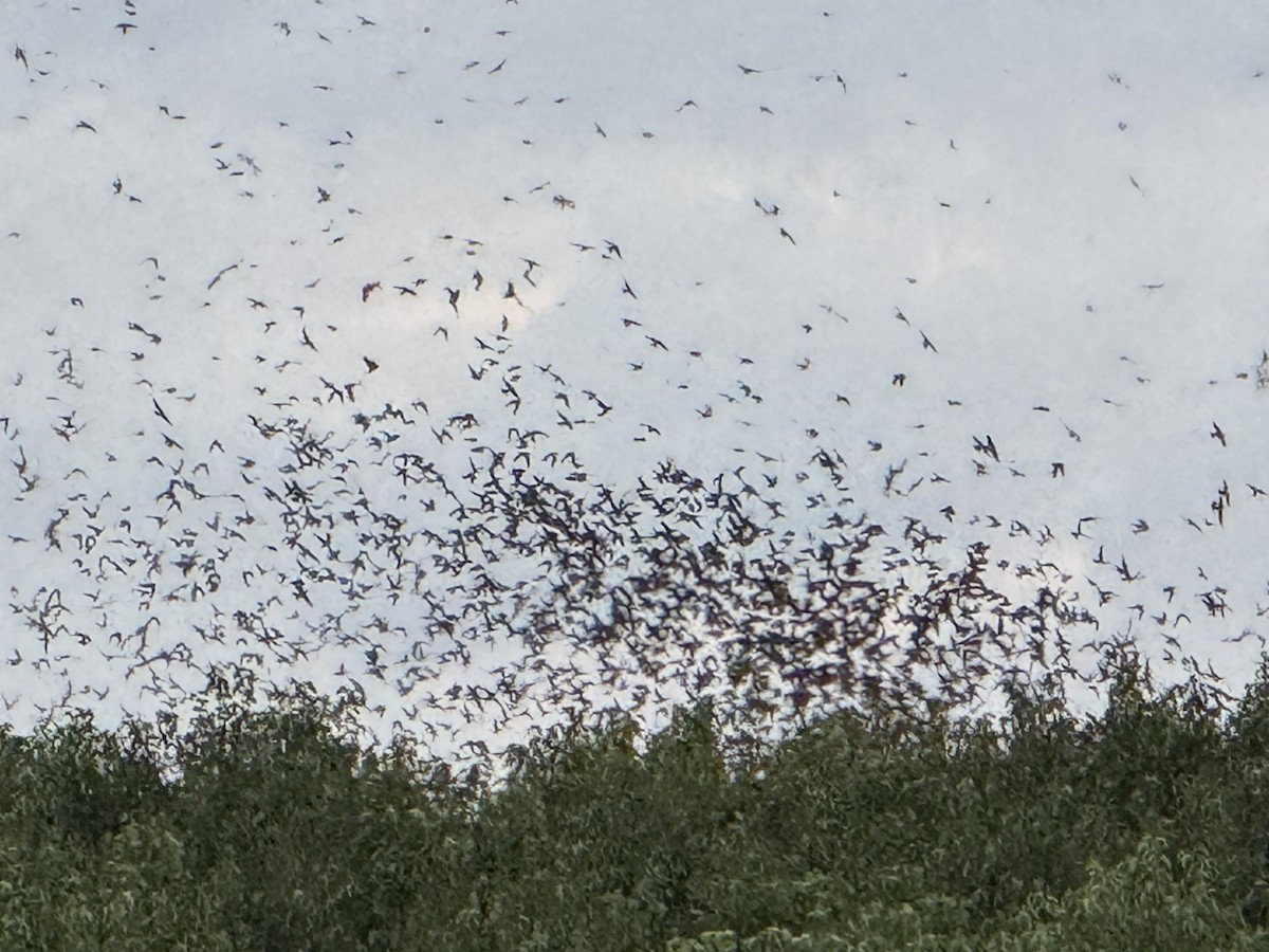 Purple Martin - ML640859605