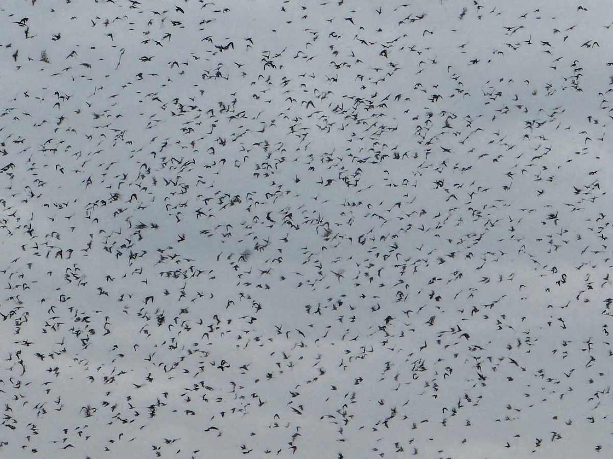 Purple Martin - ML640859606
