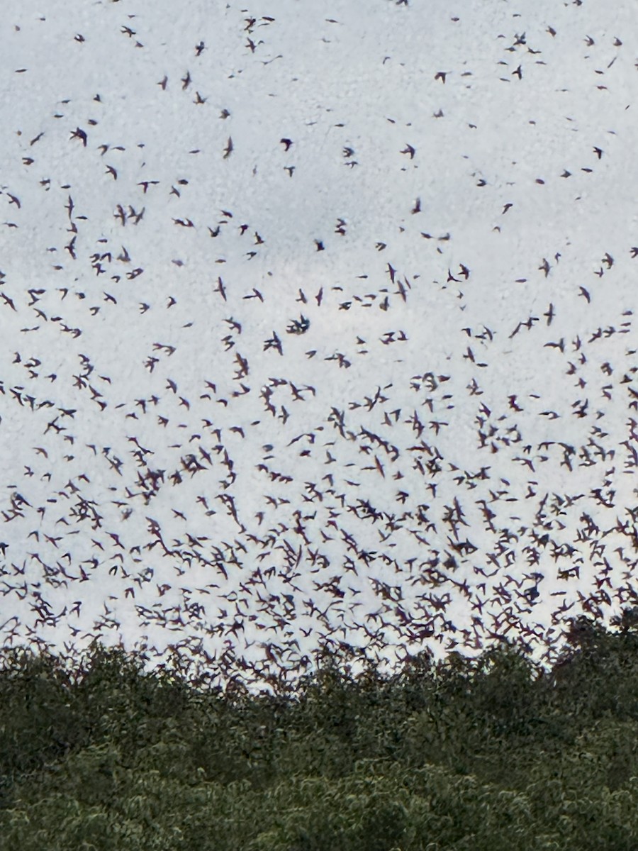 Purple Martin - ML640859607