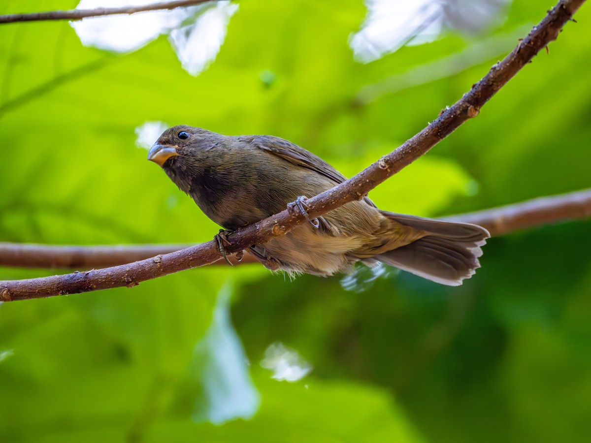 Sooty Grassquit - ML640859707
