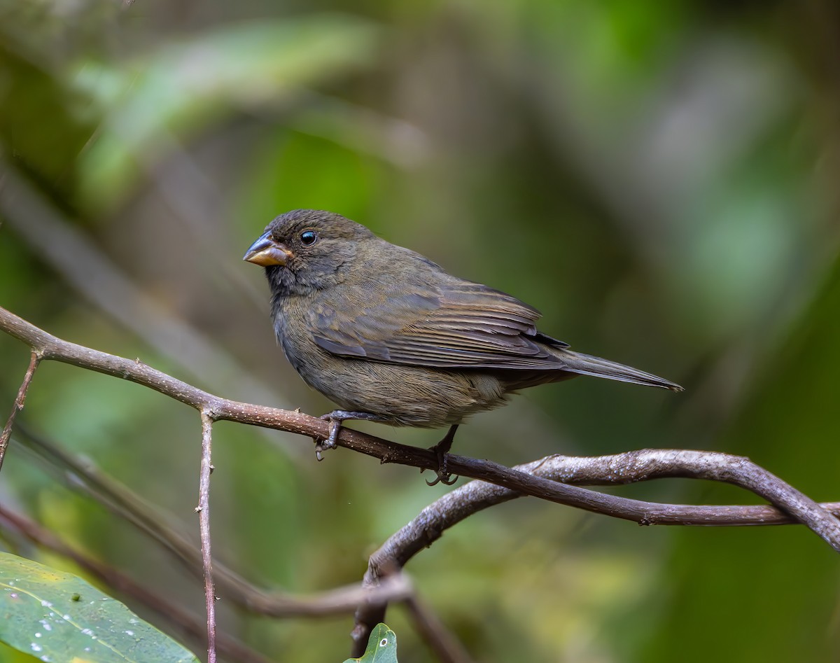 Sooty Grassquit - ML640859708