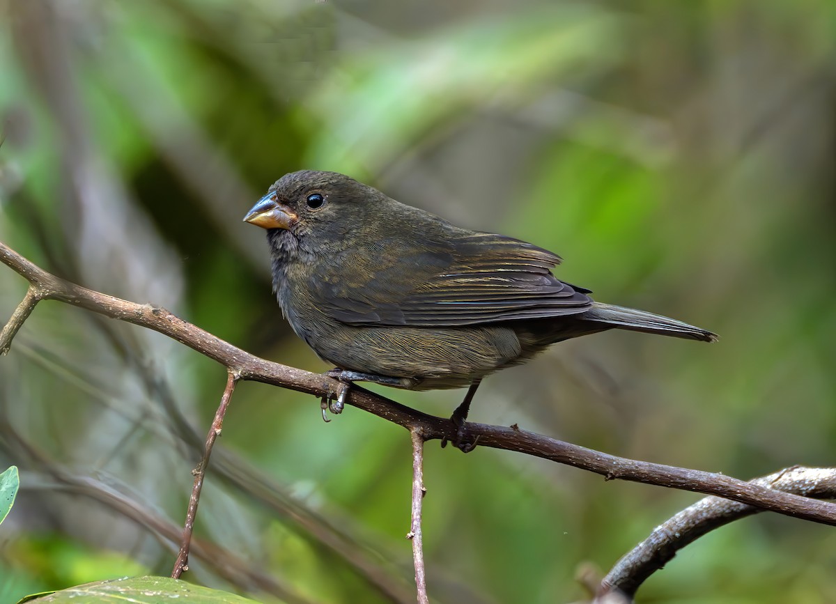 Sooty Grassquit - ML640859710