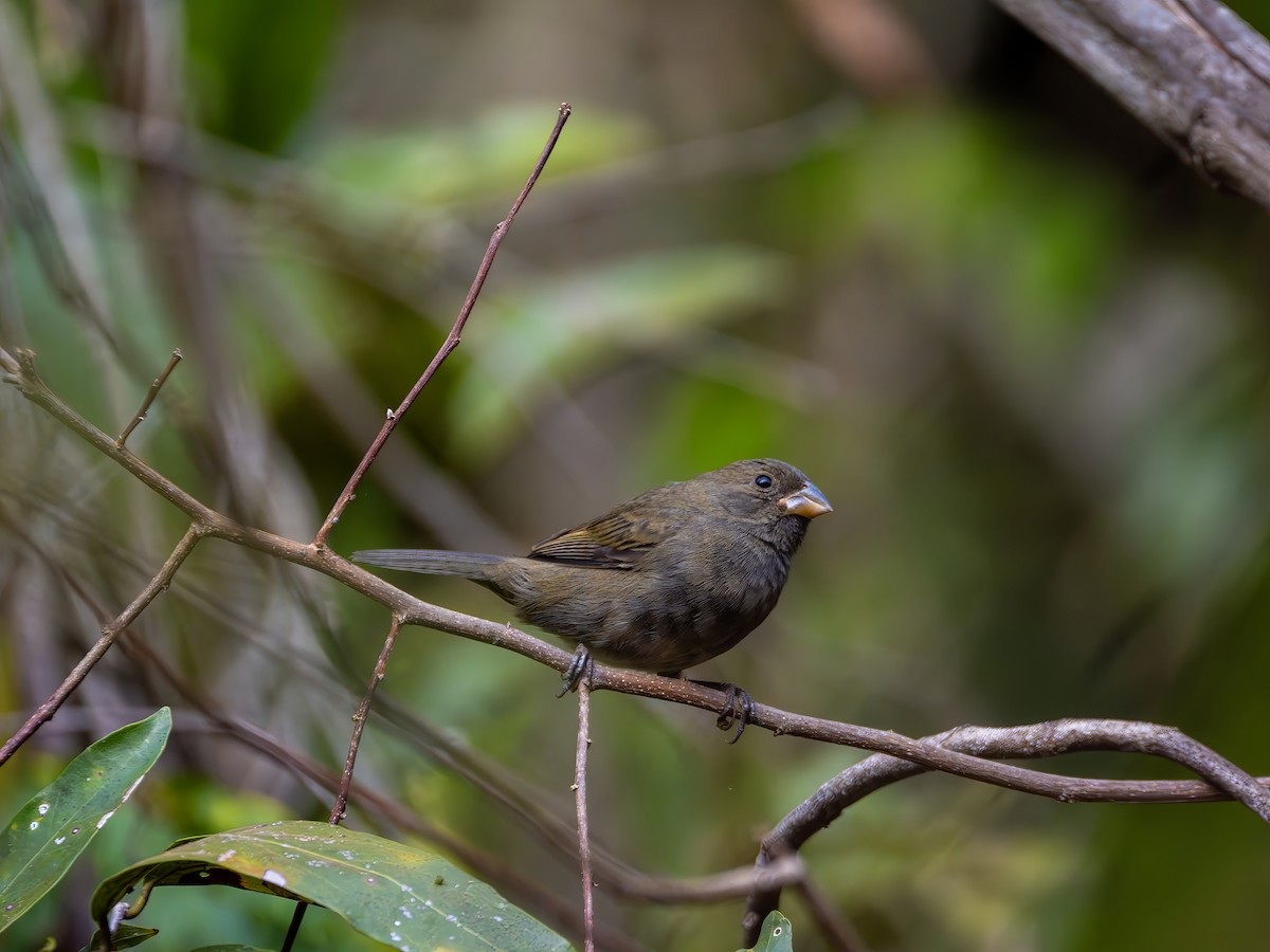 Sooty Grassquit - ML640859711