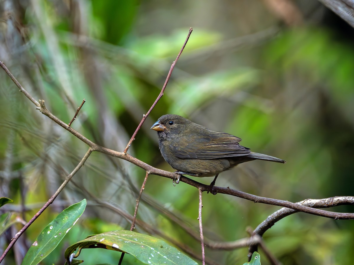 Sooty Grassquit - ML640859712