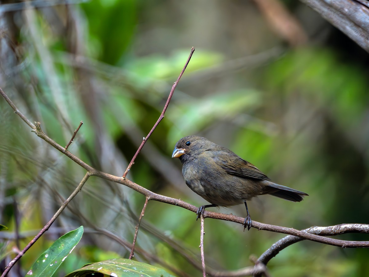 Sooty Grassquit - ML640859713