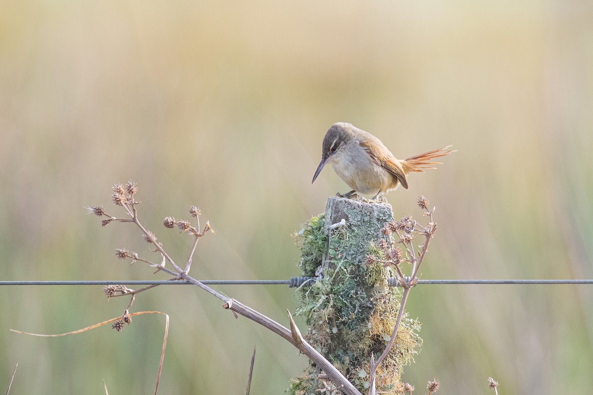 Straight-billed Reedhaunter - ML640859739
