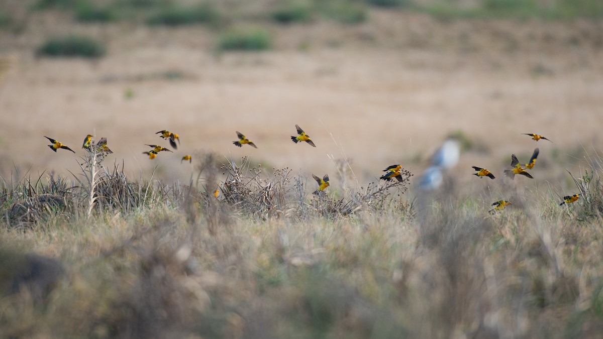 Saffron-cowled Blackbird - ML640859742