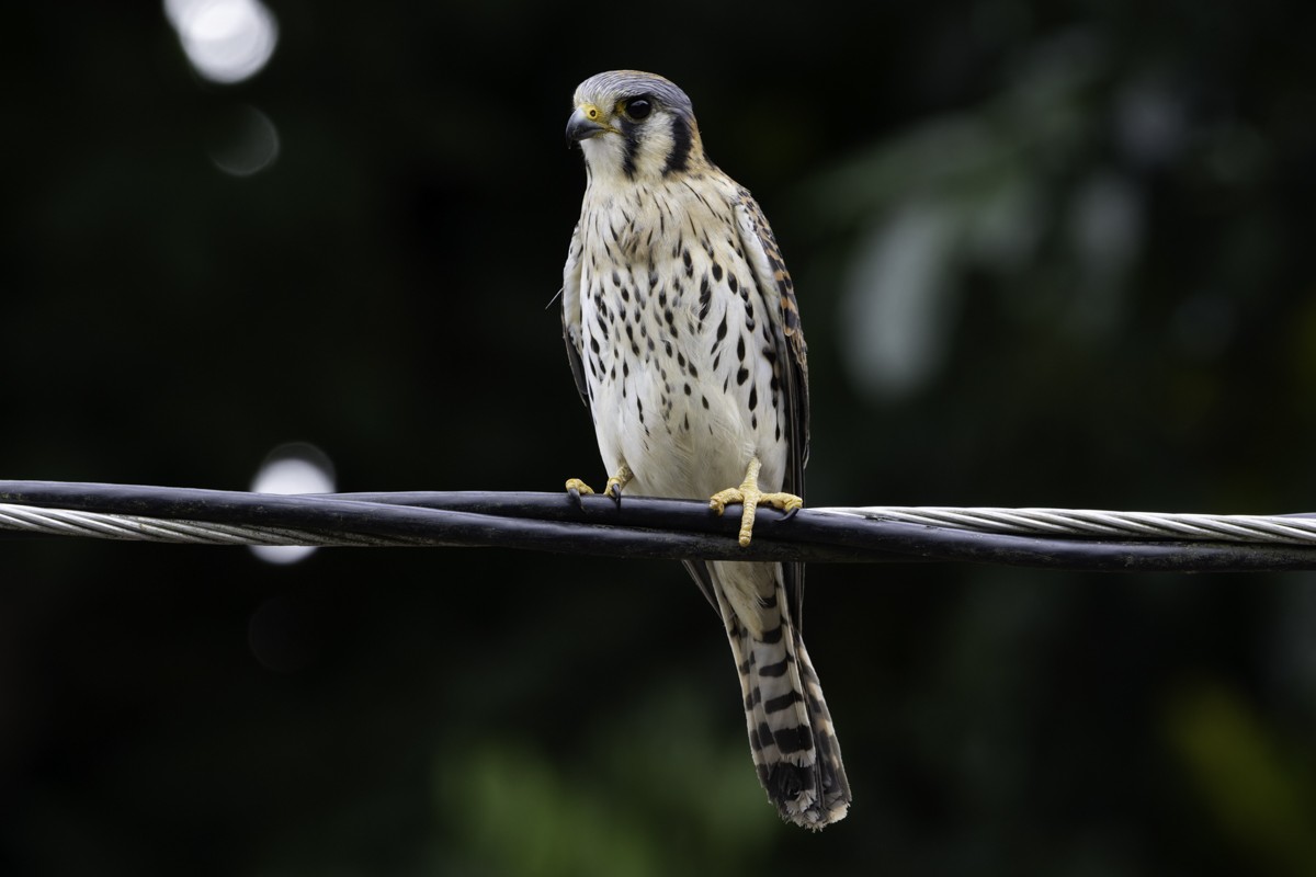 American Kestrel (Eastern Caribbean) - ML640859785