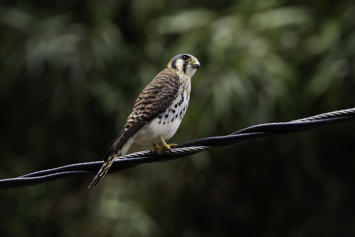 American Kestrel (Eastern Caribbean) - ML640859787