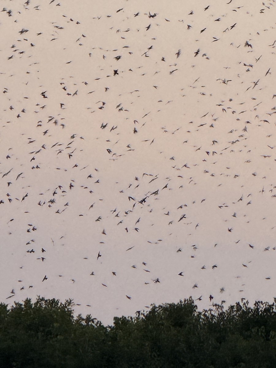 Purple Martin - ML640859815