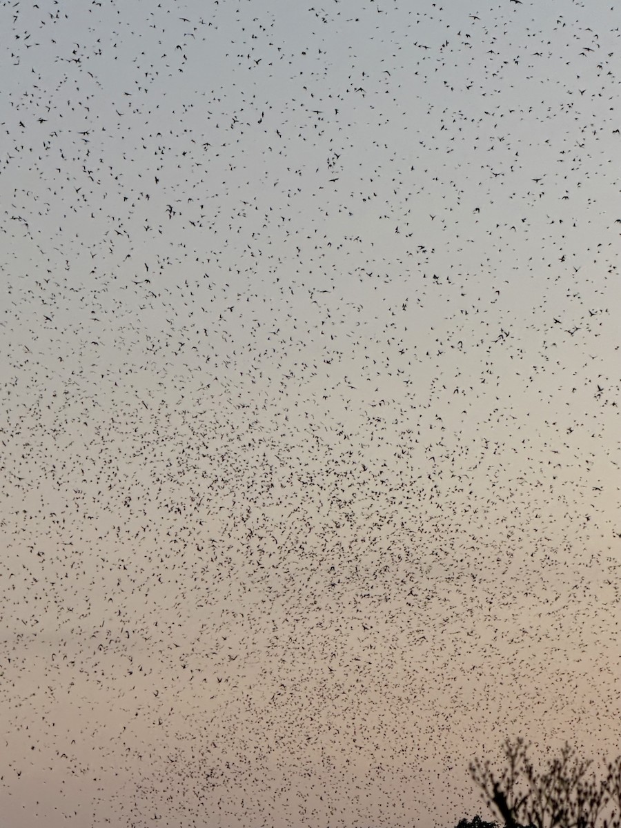 Purple Martin - ML640859816