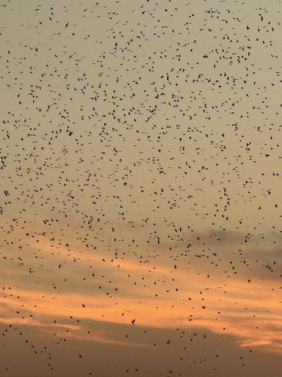 Purple Martin - ML640859817