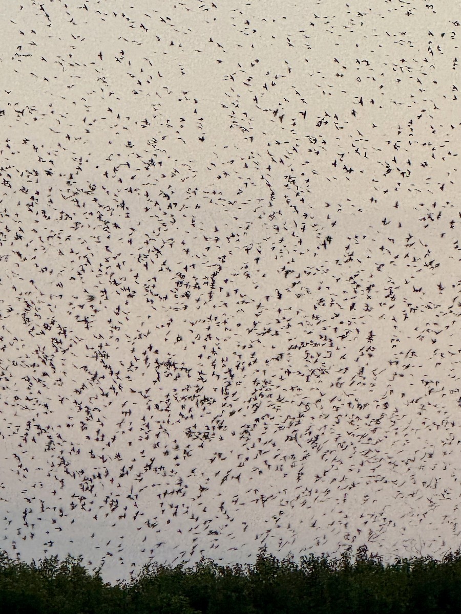 Purple Martin - ML640859818